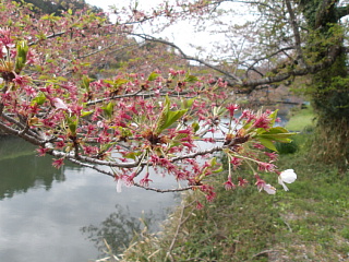 4月13日散りました。