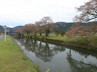 4月13日散りました。