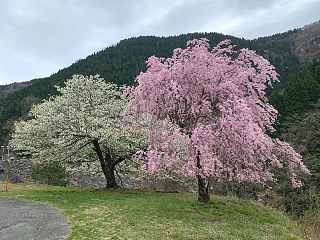 4月13日の石田川ダムです。