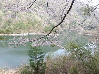 4月14日の姉川ダムの桜です。