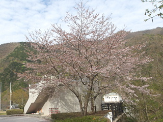 4月14日の姉川ダムの桜です。