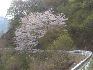 4月14日の姉川ダムの桜です。