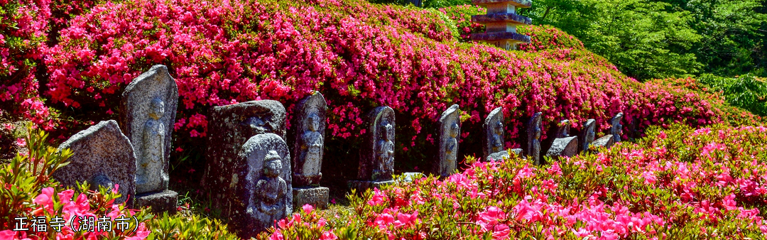 正福寺の境内にずらりと並ぶ石仏を取り巻くようにサツキの花が咲いている。