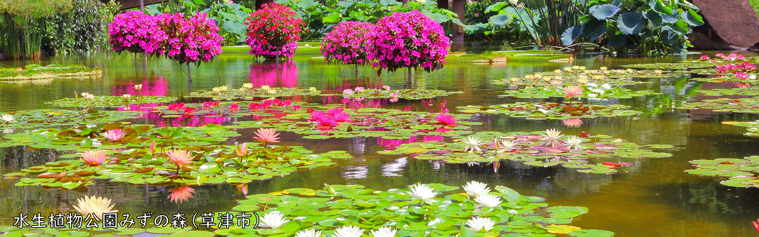 水生植物公園内にある池にいろいろな水生植物と共に、ピンク、オレンジ、白などのスイレンの花が咲いている画像
