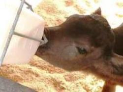ミルクを飲む哺乳牛
