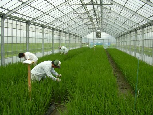 高温登熟性検定ハウスにおける水稲生育調査の様子の写真