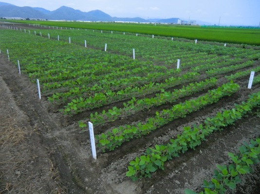 大豆の奨励品種決定調査の写真