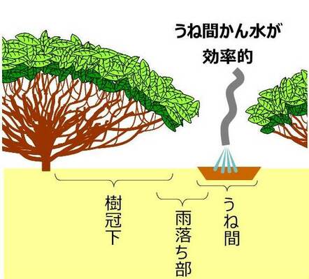 うね間かん水が効率的な図