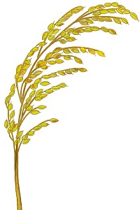 ごま葉枯病による穂枯れのイラスト