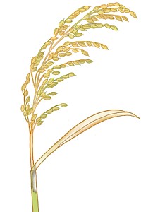 紋枯病による穂枯れのイラスト