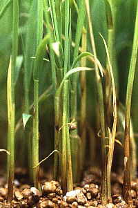 もみ枯細菌病1