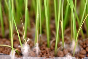 フザリウム菌による苗立枯病