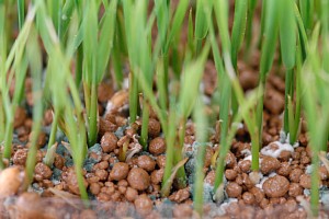 ピシウム菌による苗立枯病