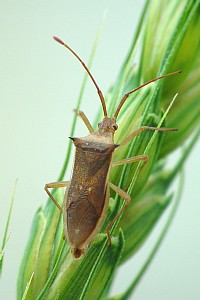 ホソハリカメムシ