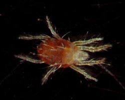 ハダニ拡大像