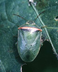 イチモンジカメムシ成虫