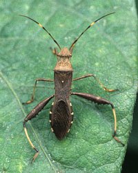 ホソヘリカメムシ成虫