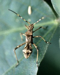 ホソヘリカメムシ幼虫