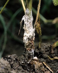 白絹病被害株の地際の菌糸と菌核の写真