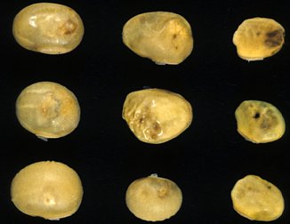 カメムシ類による被害粒