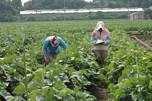 病害虫調査の画像