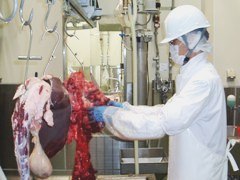 牛の赤物検査
