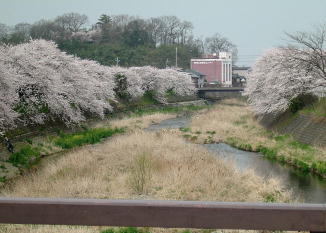 芹川上芹橋よりの春の風景で、左右の堤防には桜並木がみられます。