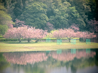 4月22日のひのがわダムの八重桜です。