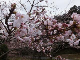 H29青土4-3