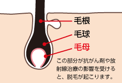脱毛の仕組み