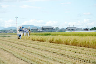 写真:稲刈り