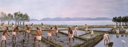 写真:2千年前の湖辺での水田開発の想像図(写真提供 滋賀県立安土城考古博物館)