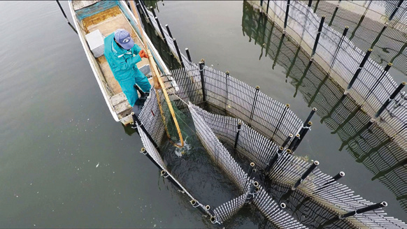 エリ漁をはじめとする琵琶湖漁業2