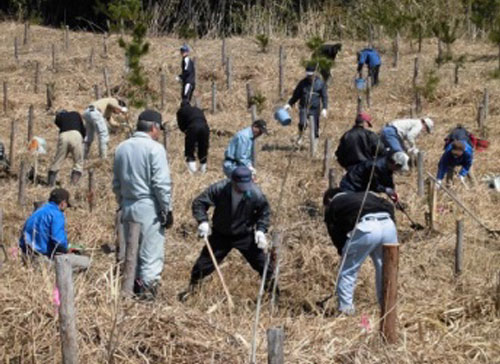 Photos of tree planting activities