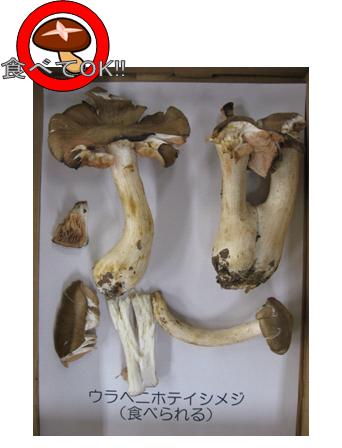 食べられるキノコの写真