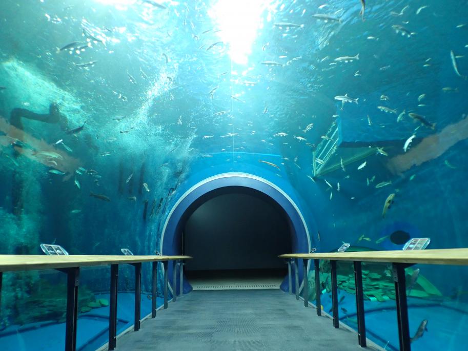 琵琶湖博物館トンネル水槽