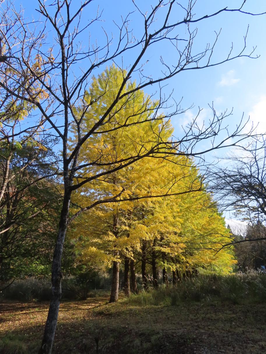 森林公園くつきの森20周年記念セレモニー