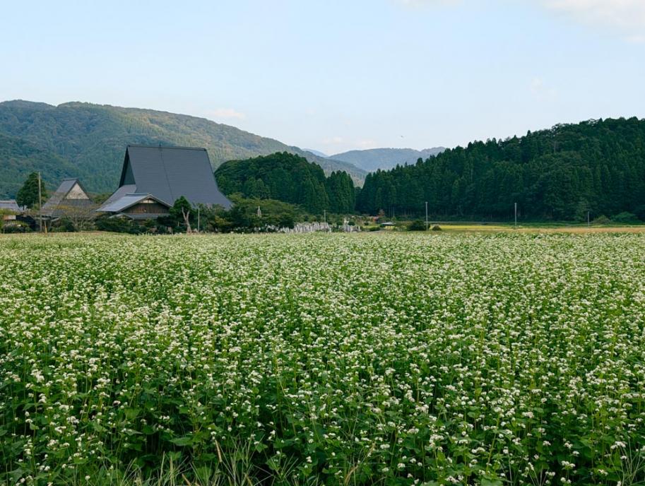 Soba buckwheat field
