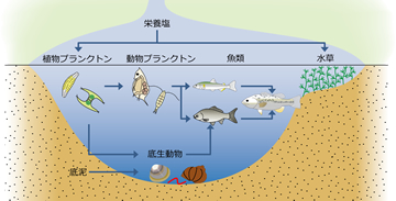 琵琶湖の生物のつながり