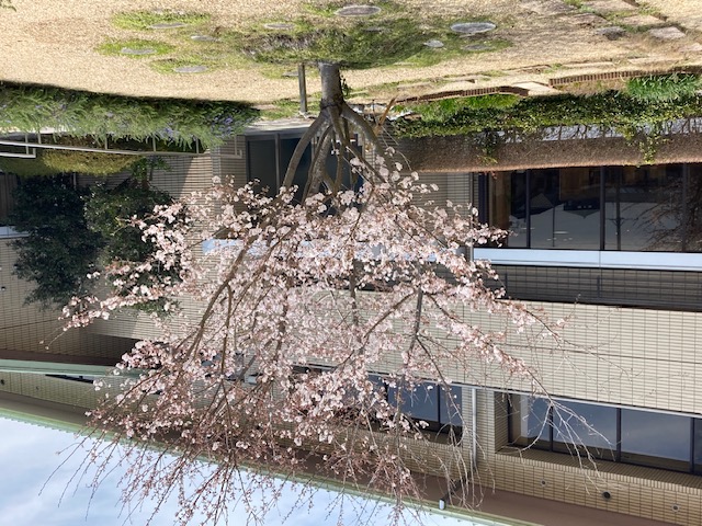 被爆桜
