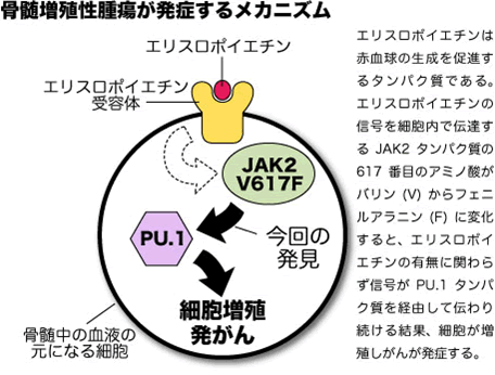 骨髄増殖性腫瘍が発生するメカニズム