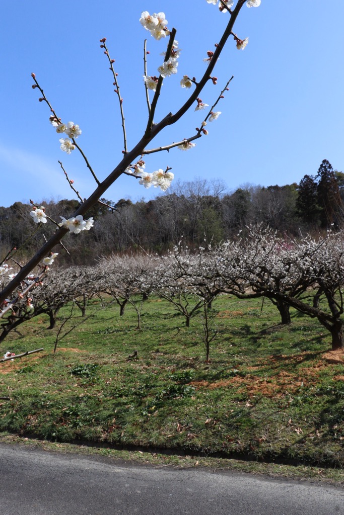 梅