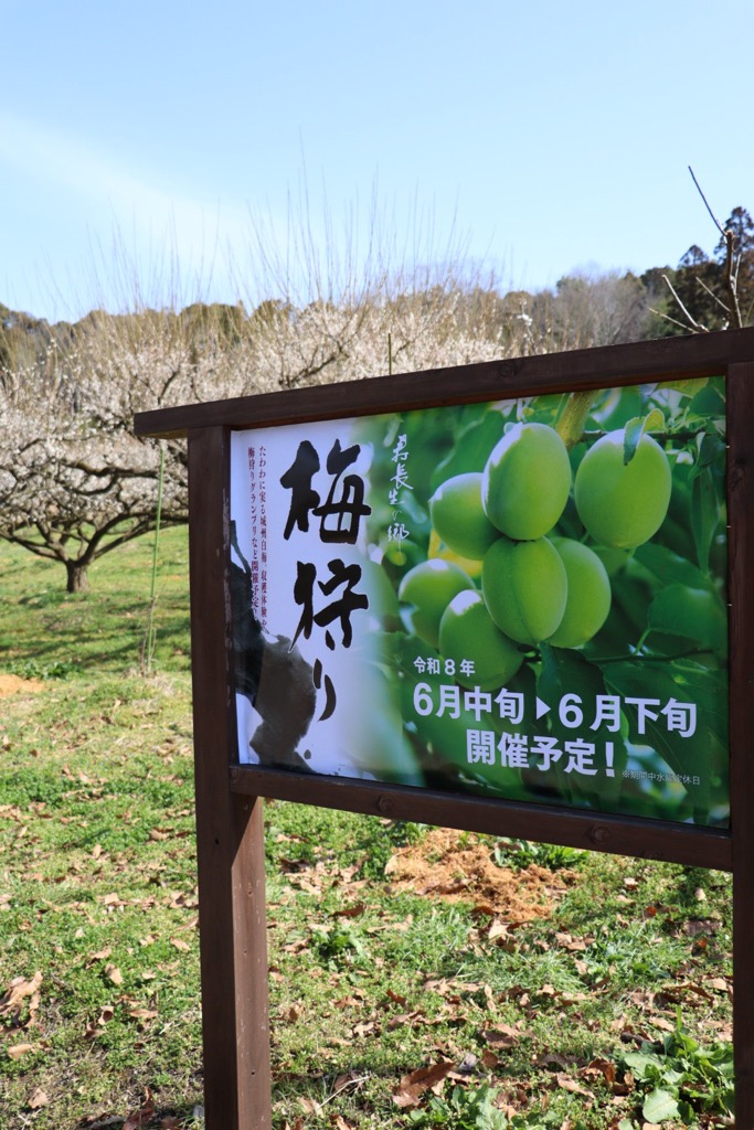 梅狩りの看板