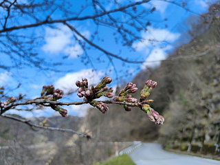 4月2日の桜です。