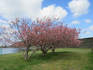 4月16日のひのがわダムの八重桜です。