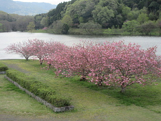 4月16日のひのがわダムの八重桜です。