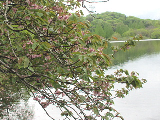 4月27日の日野川ダムの八重桜です。