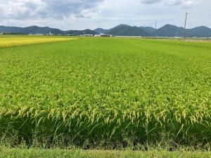 湖響の生育写真