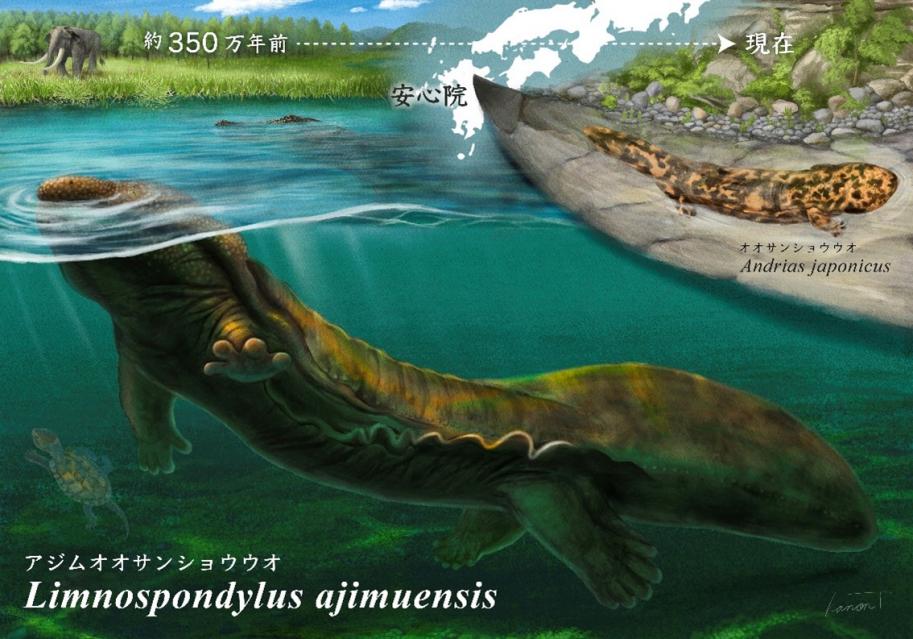アジムオオサンショウウオの復元画(図の中央)。約350万年前の大分県安心院地域の湖や沼に生息していたと考えられる。一方で現在の安心院地域の河川には、オオサンショウウオが生息している(図の右上)。©Kanon Tanaka