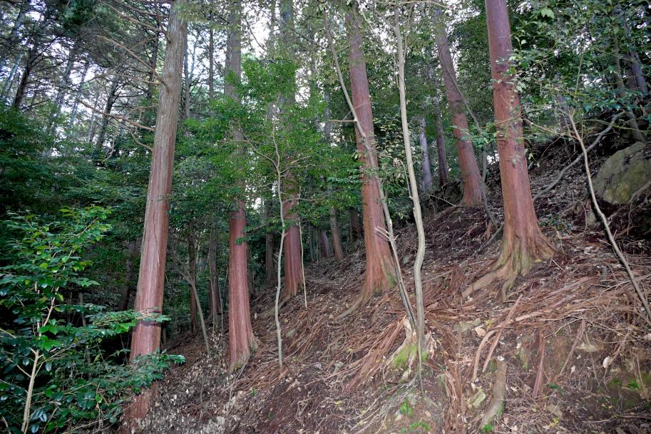 ヒノキが立ち並ぶ森を写した写真